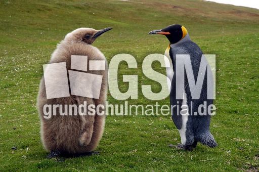 Königspinguin (6 von 84).jpg